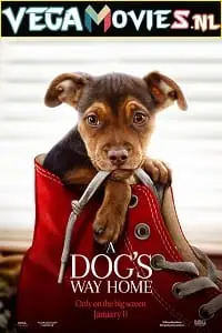 a dogs way home 2019
